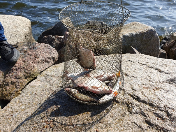 Фото с рыбалки Густера, Окунь