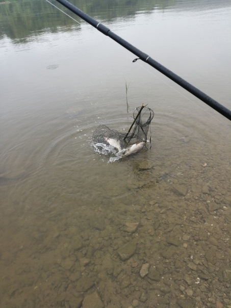 Фото с рыбалки Лещ, Плотва