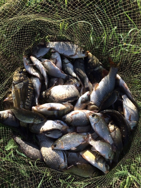 Фото с рыбалки Карась, Карп, Линь