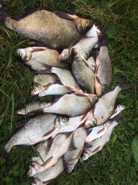 Фото с рыбалки Карась, Лещ, Плотва