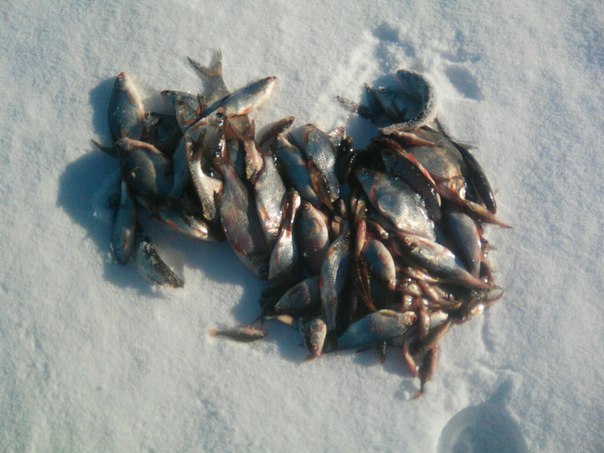 Фото с рыбалки Ерш, Лещ, Плотва