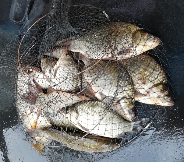Фото с рыбалки Карась, Плотва, Щука