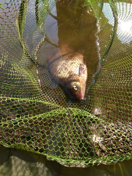 Фото с рыбалки Лещ, Синец