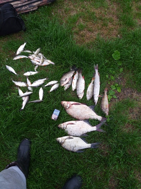 Фото с рыбалки Лещ, Окунь, Плотва, Щука, Язь