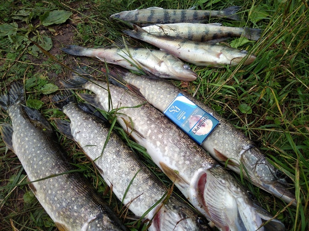 Фото с рыбалки Берш, Щука