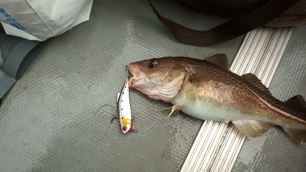 Фото с рыбалки Треска