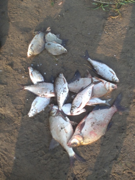 Фото с рыбалки Карась, Лещ