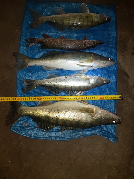 Клев рыбы в Давлеканово - актуальная информация