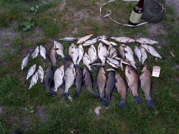 Фото с рыбалки Лещ, Линь