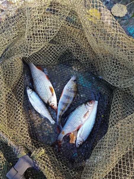 Фото с рыбалки Карп, Окунь, Плотва, Уклейка