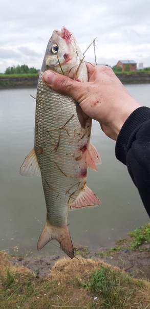 Фото с рыбалки Язь