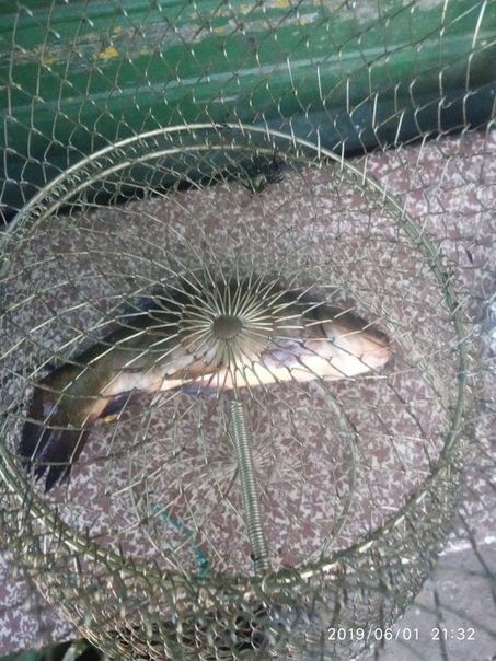 Фото с рыбалки Линь