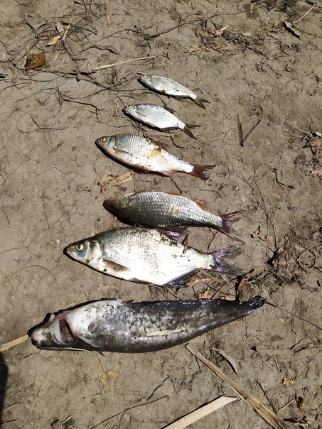 Фото с рыбалки Густера, Лещ, Плотва, Сом