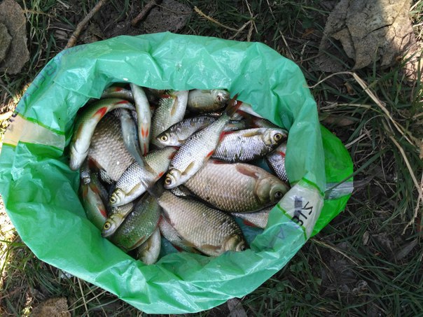 Фото с рыбалки Карась, Красноперка, Плотва