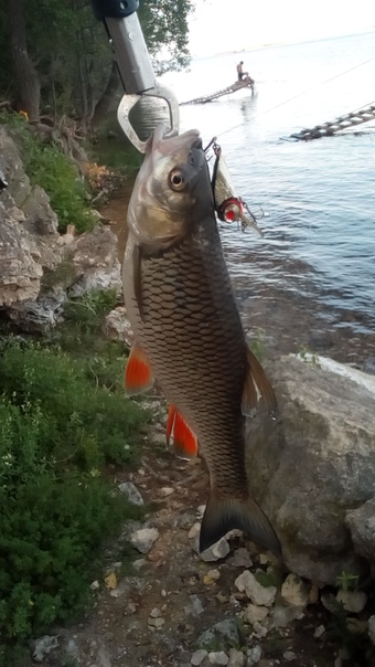 Рыбалка Голавль
