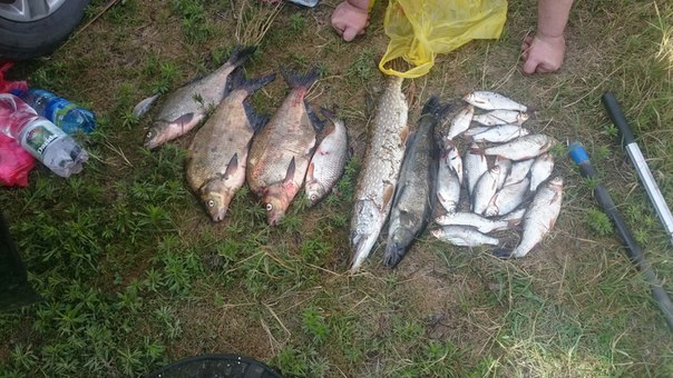 Фото с рыбалки Лещ, Плотва, Судак, Щука