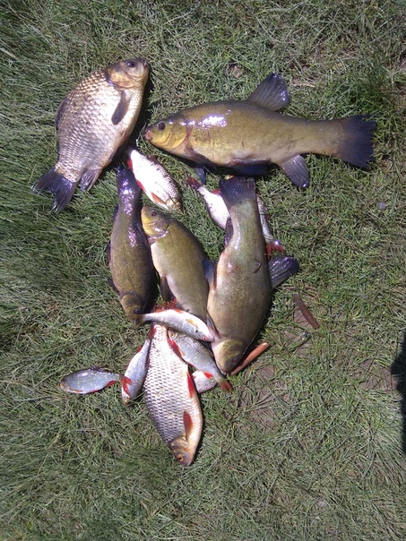 Фото с рыбалки Карась, Красноперка, Линь