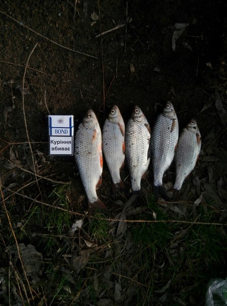 Фото с рыбалки Плотва