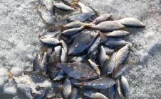 Фото рыбалки в Жангыз агаш 2