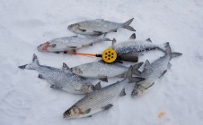 Фото рыбалки в Белоярский, Белоярский район 7
