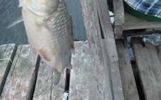 Фото рыбалки в Богомолов 7