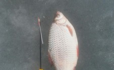 Фото рыбалки в Гояны 10