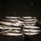Фото рыбалки в Амур Белый, Окунь, Сазан, Сом, Судак 1