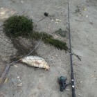 Фото рыбалки в Карась, Сом 3