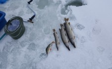 Фото рыбалки в Новооскольский городской округ 11