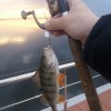 Рыбалка Окунь