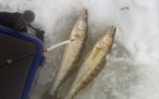 Фото рыбалки в Камское Устье 10