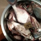 Фото рыбалки в Карась, Сазан, Судак 5