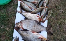 Фото рыбалки в Дашковка 2