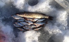 Фото рыбалки в Пряжевский садово-дачный массив 3