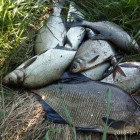 Фото рыбалки в Сом канальный 2