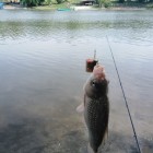 Фото рыбалки в Щука, Голавль, Жерех 5