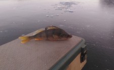 Фото рыбалки в Покрово-Инвалидная 6