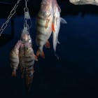 Фото рыбалки в Карп 7