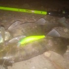 Фото рыбалки в Карась, Сазан 5