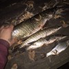Рыбалка Плотва, Щука