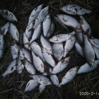 Фото рыбалки в Сом канальный 3