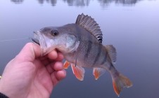 Фото рыбалки в Дубровня 1