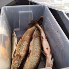 Фото рыбалки в Щука, Окунь 3