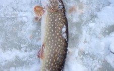 Фото рыбалки в Океан, городской округ Новокуйбышевск 0