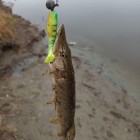 Фото рыбалки в Щука 0
