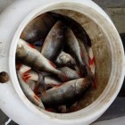 Фото рыбалки в Ерш, Плотва 4