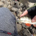 Фото рыбалки в Густера, Плотва 3