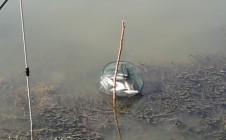 Фото рыбалки в Саргатский район 6