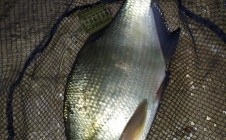 Фото рыбалки в Юркино, Юринский район 4