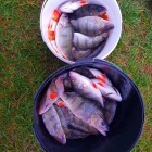 Фото рыбалки в Густера, Лещ, Плотва 7